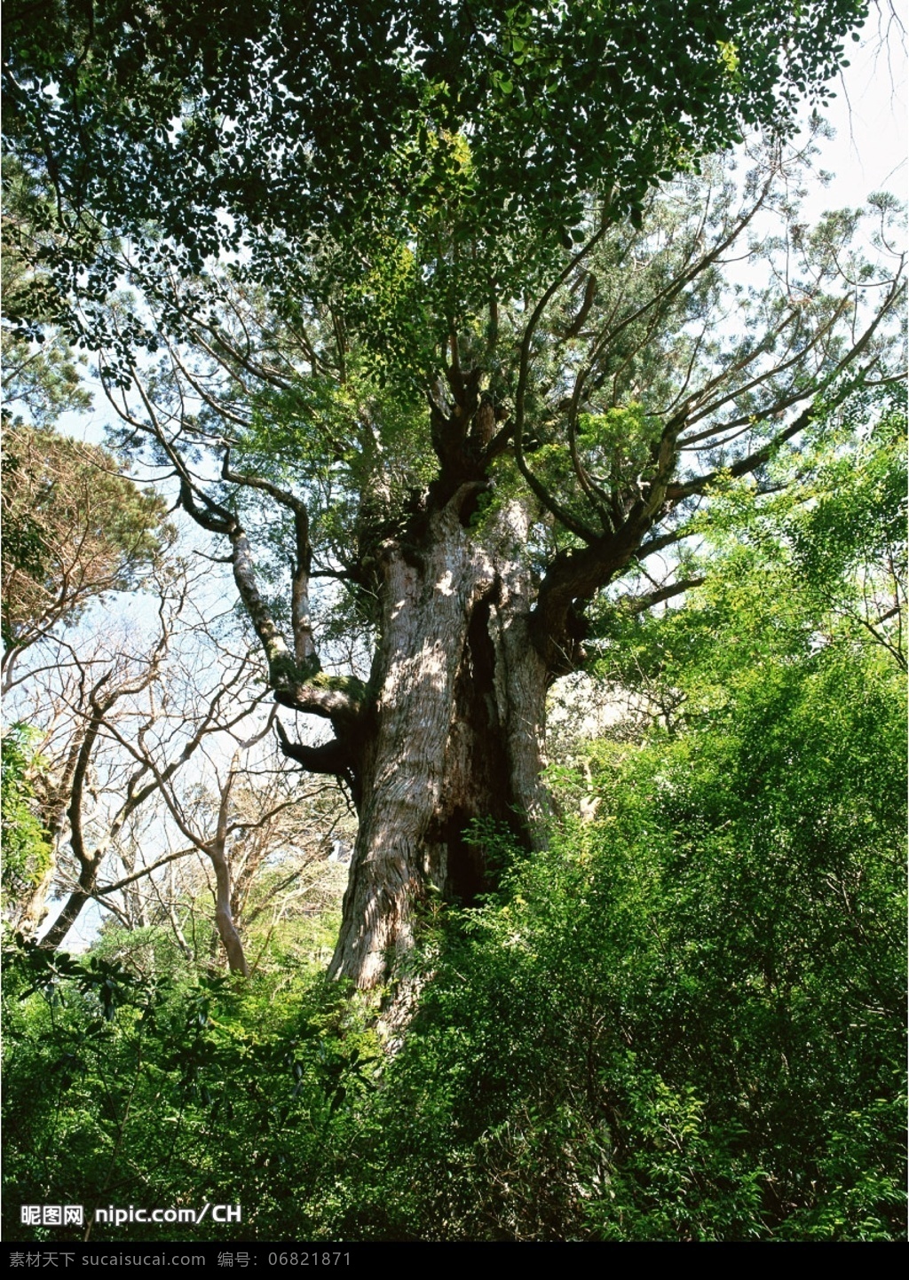老树枯树 灌木 森林 树木 树 植物 树木图 树木素材 树木的图片 森林图片 树林壁纸 摄影图 生物世界 树木灌木 摄影图库