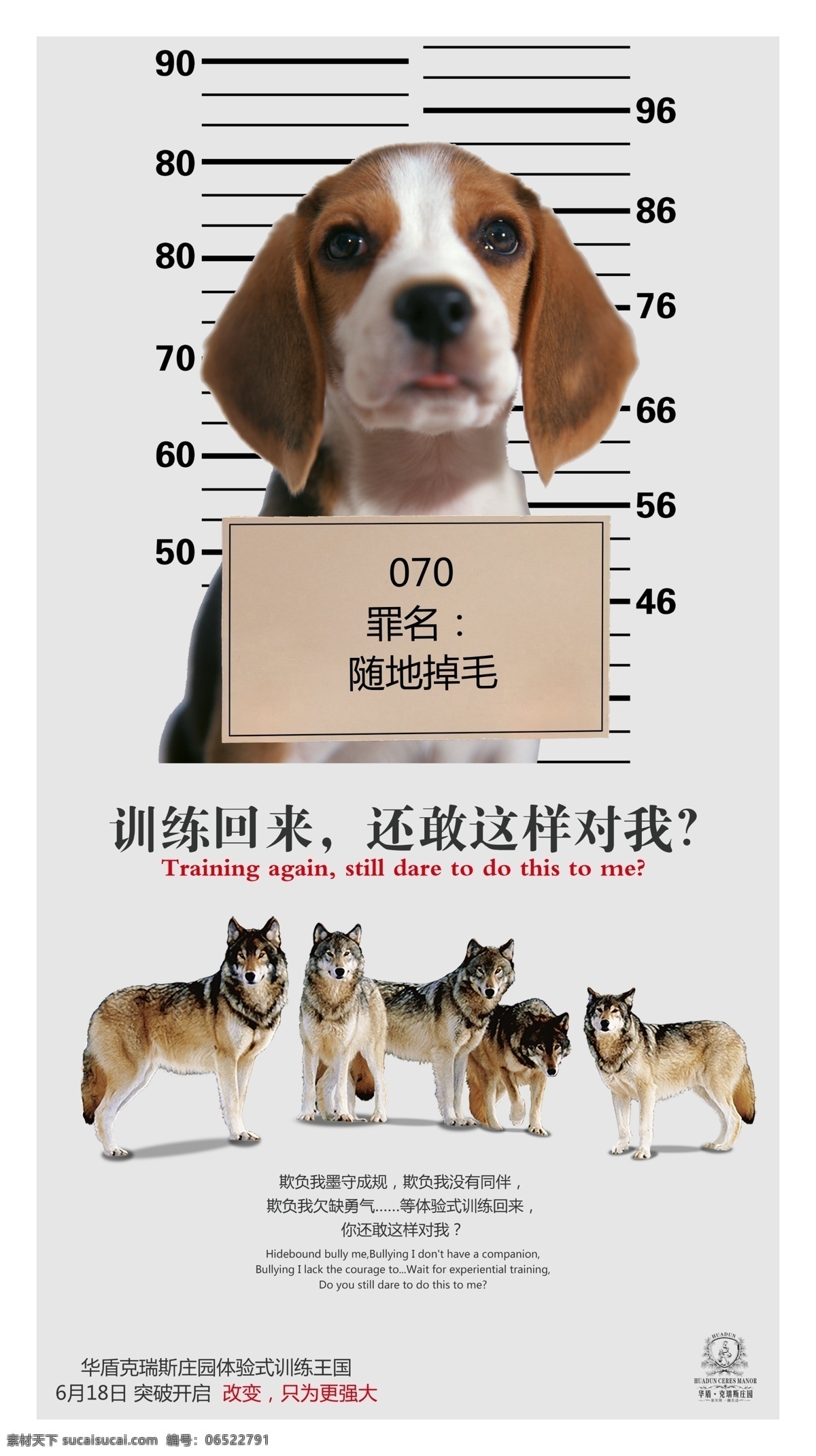 创意 广告 宠物狗 创意广告 狗 户外拓展 狼 狼群 训练 海报 psd源文件