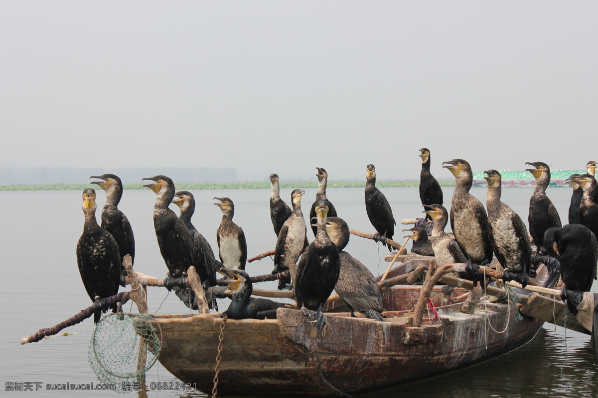 微山湖鸬鹚 微山湖 万亩荷园 夏季 渔船 鸬鹚 鸟类 生物世界