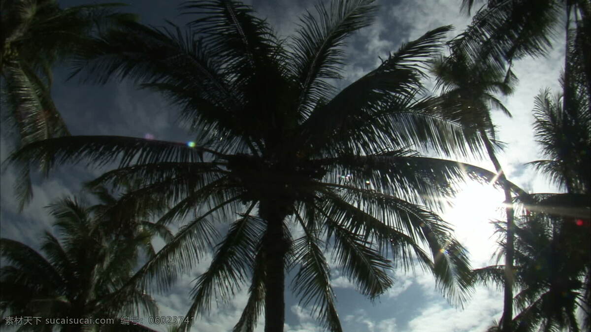 仰望 天空 棕榈树 股票 录像 海滩 太阳 阳光明媚 迈阿密 佛罗里达州 hd dvcpro obj0000b542 棕榈 热带天堂 视频 其他视频