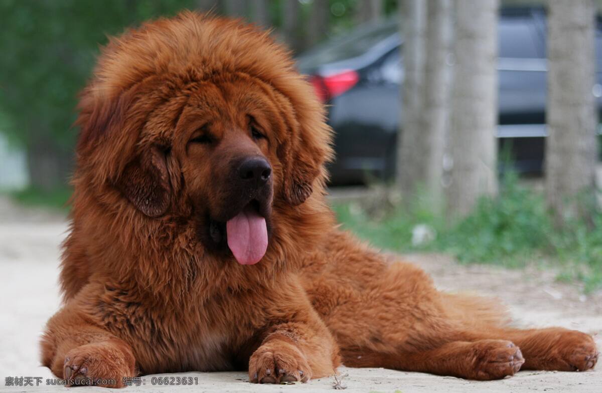 藏獒 猛犬 番狗 红獒 大狗 大型犬 红色 野性 家禽家畜 生物世界