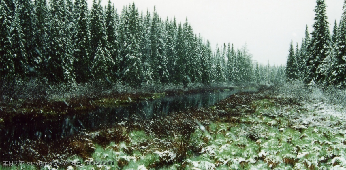 冬日 里 树木 风景 树木风景 森林 雪景 自然风景 美景 自然景观 黑色