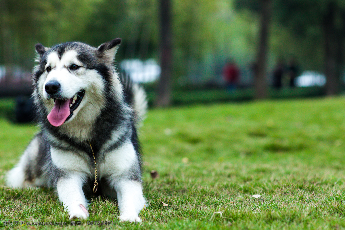 阿拉斯加 雪橇犬 宠物狗 大型犬 净脸 家禽家畜 生物世界