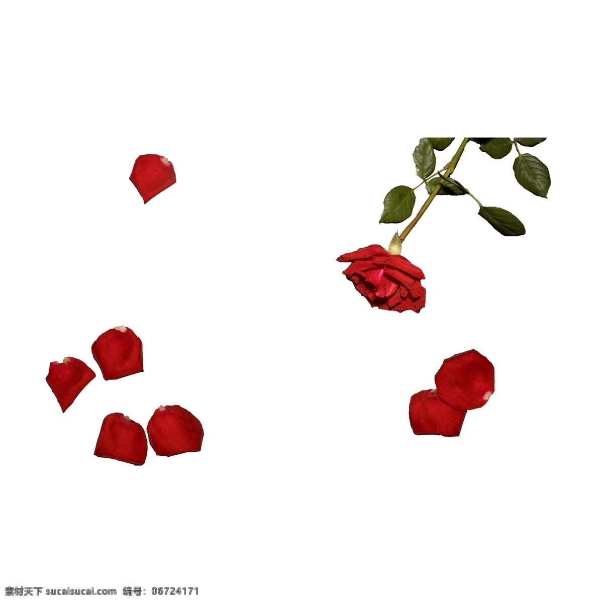 红玫瑰花瓣 png免抠 花瓣 鲜花 情人节 爱情 红色 红玫瑰 实物 拍摄 摆拍 花瓣免抠