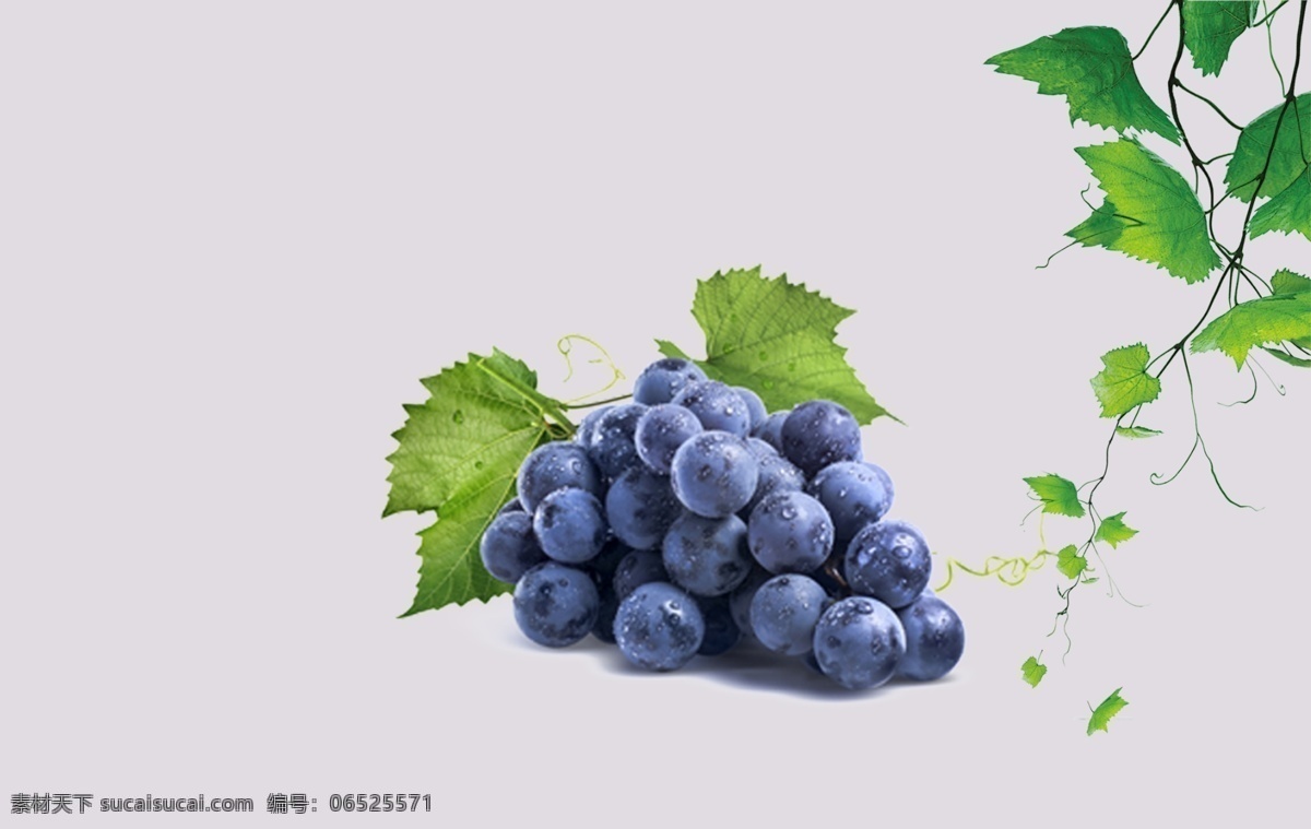 紫葡萄 葡萄 葡萄藤 葡萄酒 葡萄汁 饮料 水果