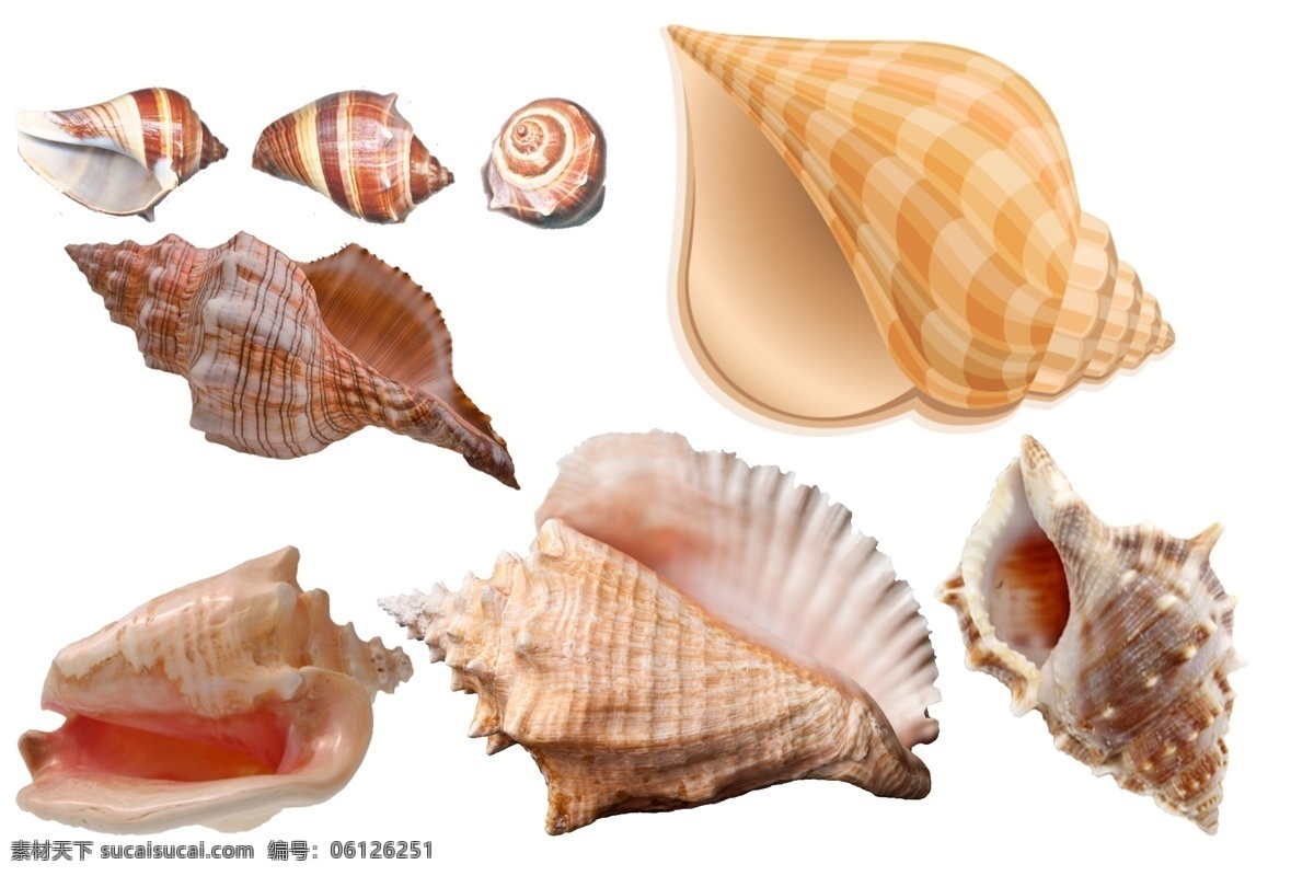海螺 免 扣 高清 素材图片 海螺png 高清海螺图片 文件 海螺免扣素材 海螺素材 各种 生物世界 海洋生物