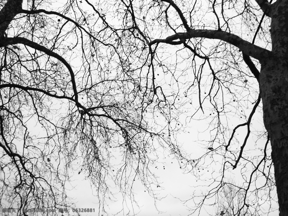 树轮廓图 美树 唯美树 树 橘子洲头 唯美 印象 抽象 黑白 自然风景 自然景观 树干 大树轮廓图 轮廓图 树木树叶 生物世界