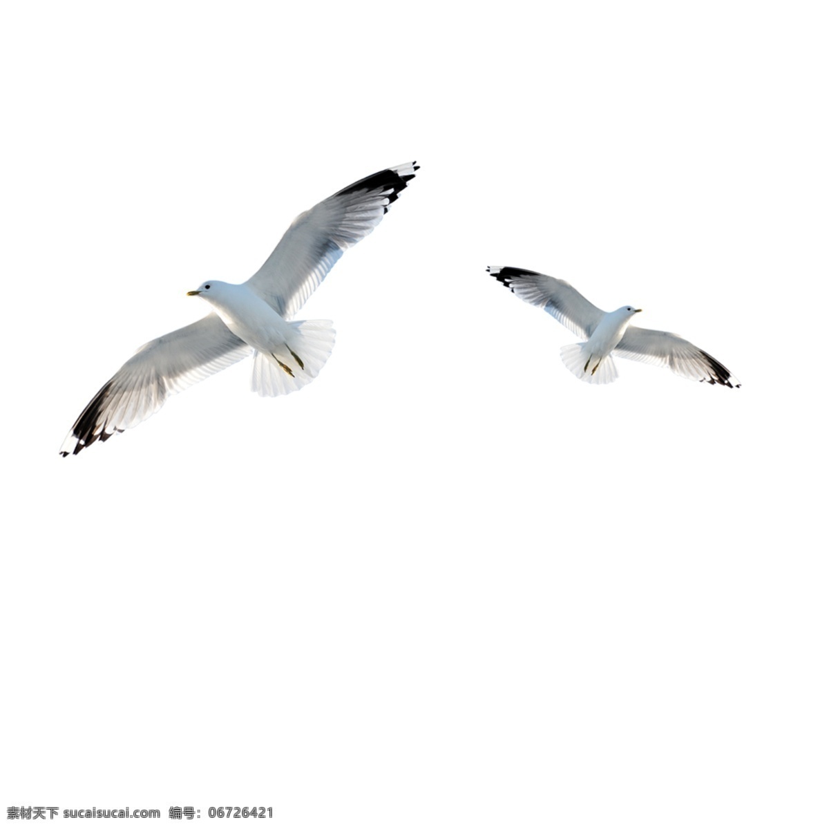 海鸥 水鸟 海鸟 飞翔的鸟 大雁 野鸭 天鹅 白鹤 鹅 动物 鸟类 飞鸟 生物世界