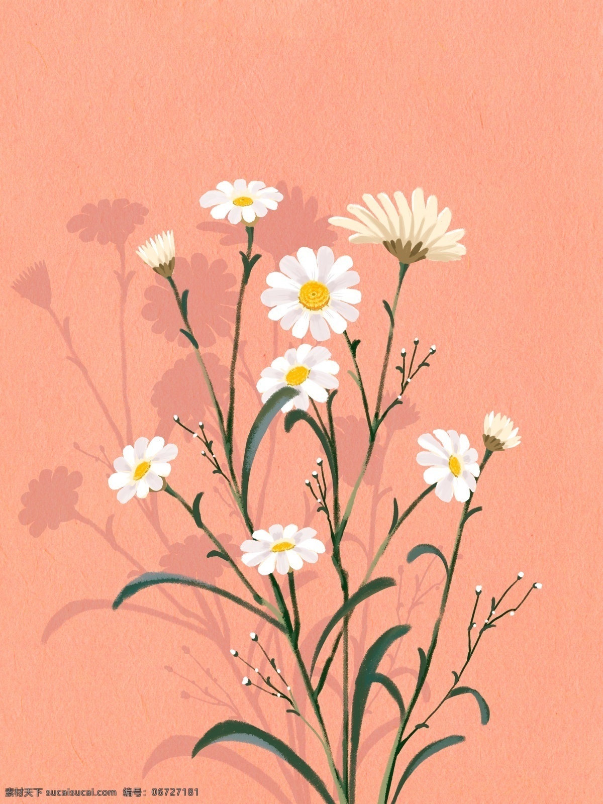 雏菊花朵图 雏菊 花朵 图 手绘 手绘花朵
