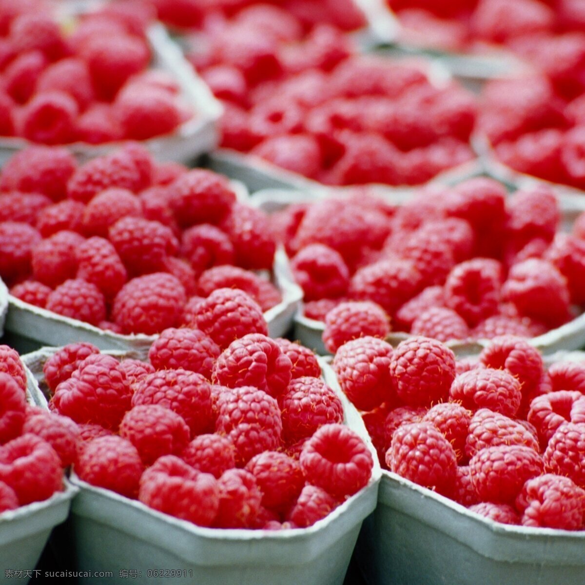唯美树莓 唯美 水果 鲜果 营养 健康 树莓 生物世界