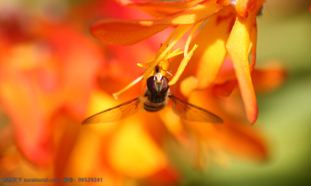 采花的蜜蜂 动物图片 动物摄影 昆虫动物 蜜蜂 蜜蜂图片 昆虫图片 动物素材 昆虫图片专辑 昆虫 生物世界