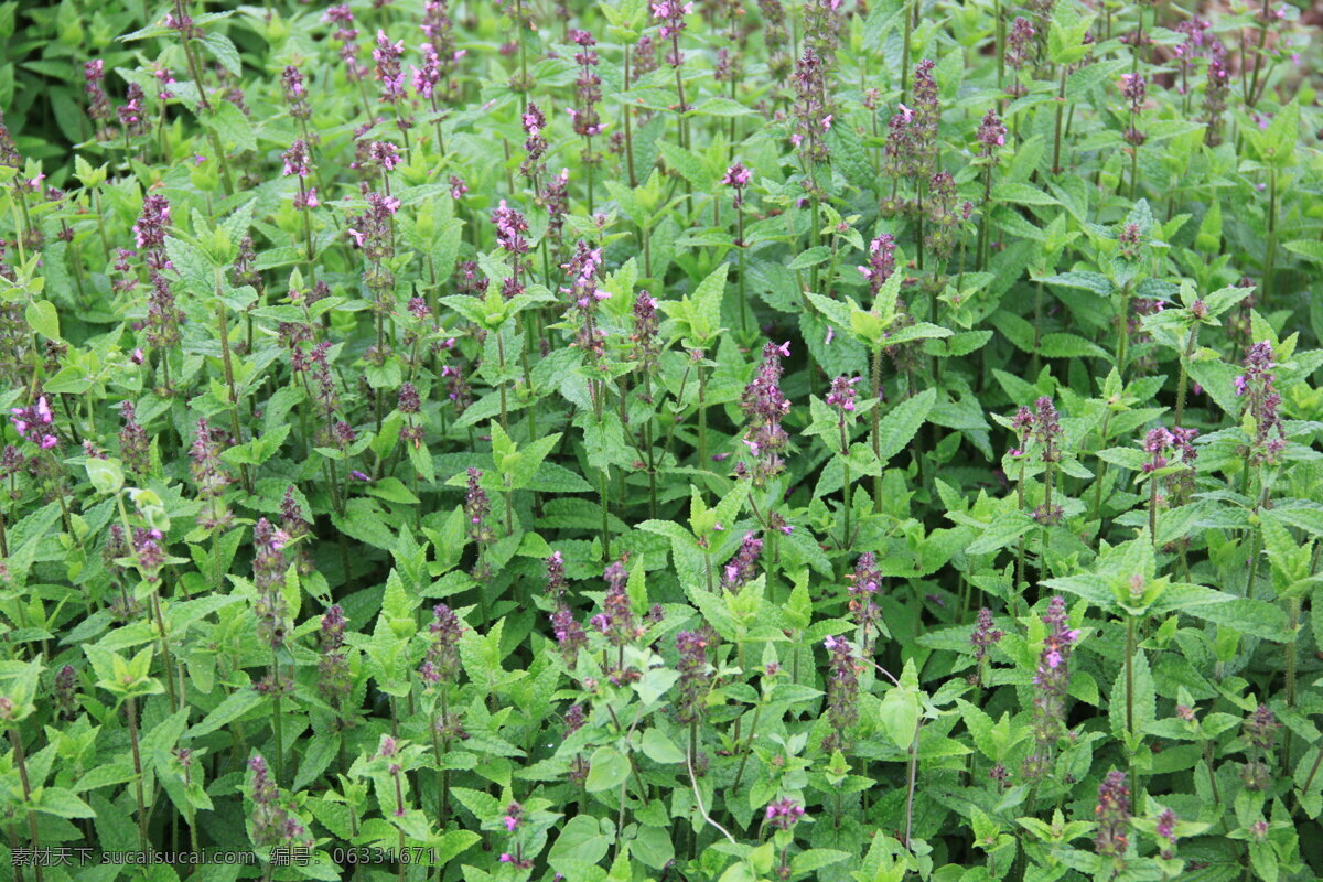 中药材黄芩 黄芩 中药材 黄芩花 花 花卉摄影 自然景观 田园风光