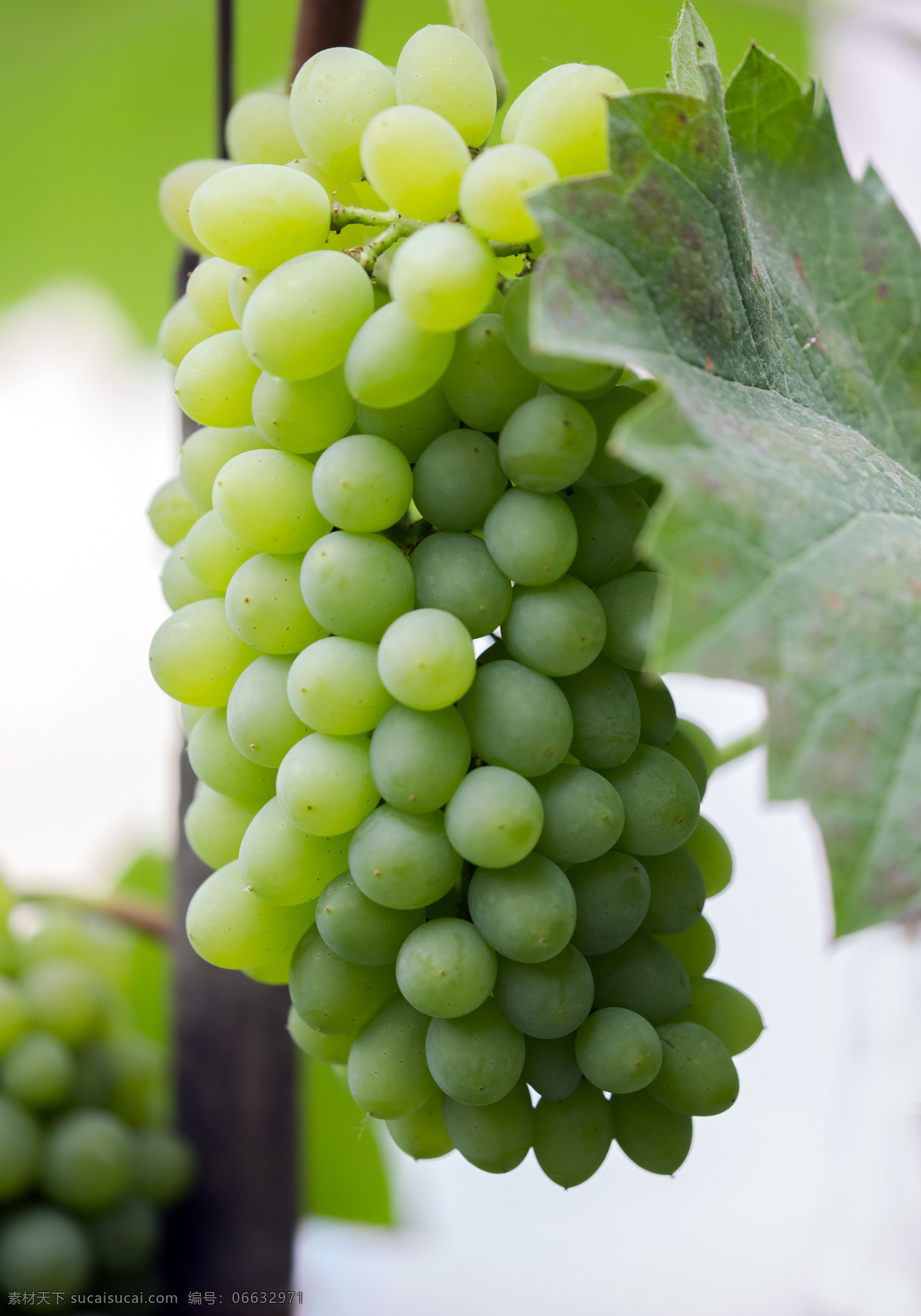 健康 自然 绿色 背景 葡萄酒 百果飘香 生物世界 水果
