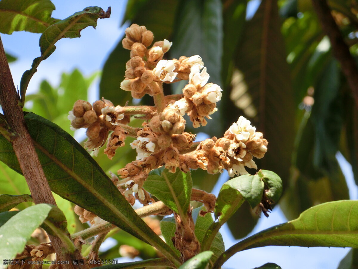 枇杷花 枇杷 金丸 果花 枇杷果花 生物世界 水果