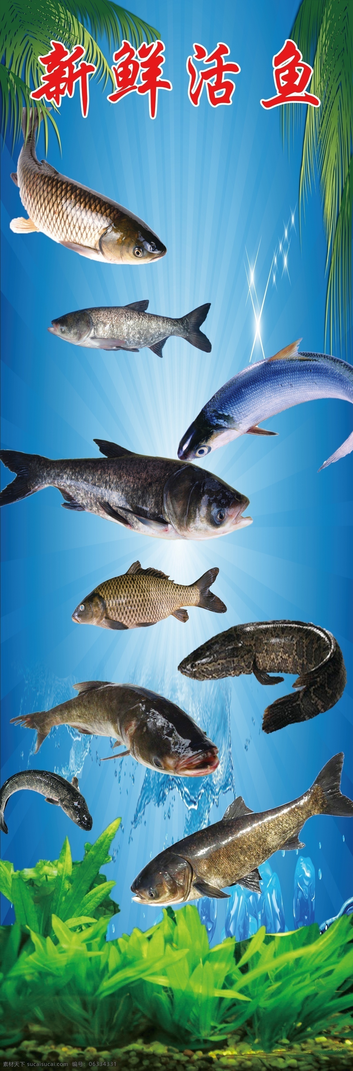 新鲜活鱼广告 新鲜活鱼 鱼类 水里 水草 草鱼 鲢鱼 室内广告设计