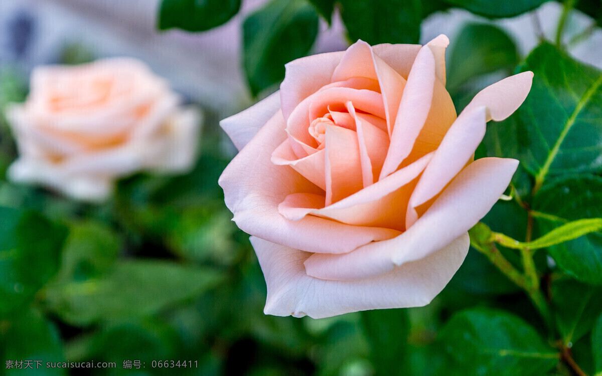 高清 美丽 粉色 玫瑰花 花 玫瑰 唯美 花朵