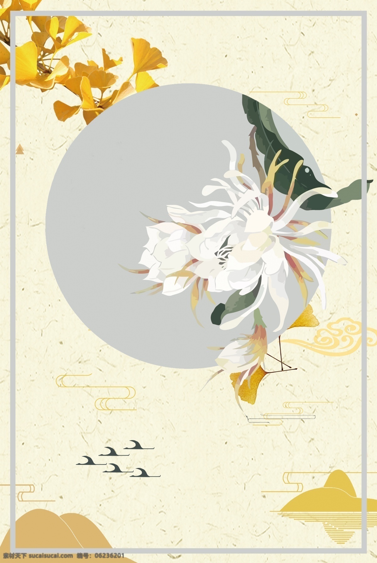 白色 菊花 白露 装饰 背景 花朵 纹理 黄色 银杏 植物 自然