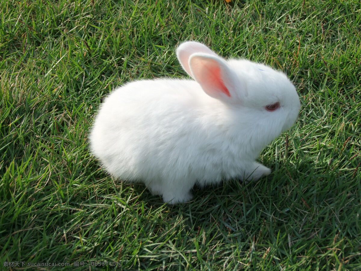 可爱 小 白兔 兔子 可爱的小白兔 白色兔子 生物世界