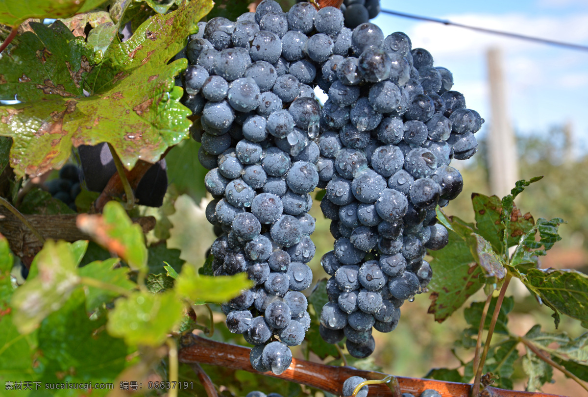 赤霞珠葡萄 红酒 威代儿 葡萄 酿酒 葡萄酒 生物世界 水果