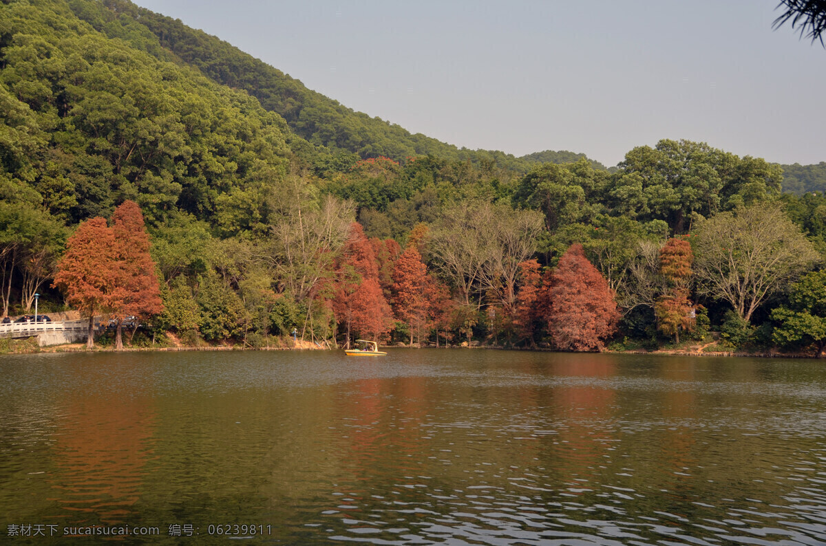 枫叶 国内旅游 红叶 湖 湖水 划船 旅游摄影 绿树 仙湖 植物园 仙湖植物园 小船 游船 树叶 树枝 游艇 红树 景点旅游 风景 生活 旅游餐饮