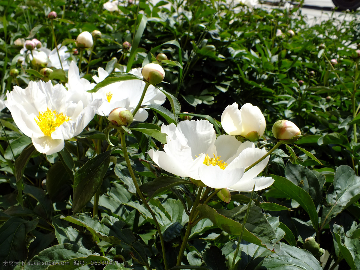 春天 花草 花朵 花卉 教育 芍药 生物世界 校园 芍药花 根河市 中学 植物 psd源文件