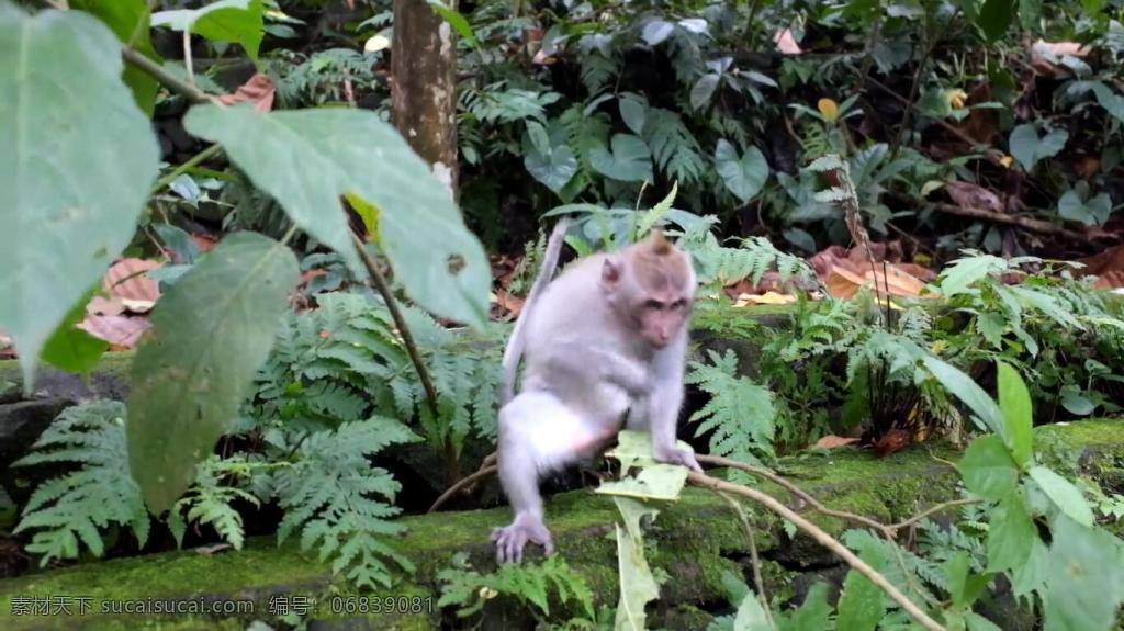 实拍 树枝 上 玩耍 小 猴子 视频 小猴子 动物 植物