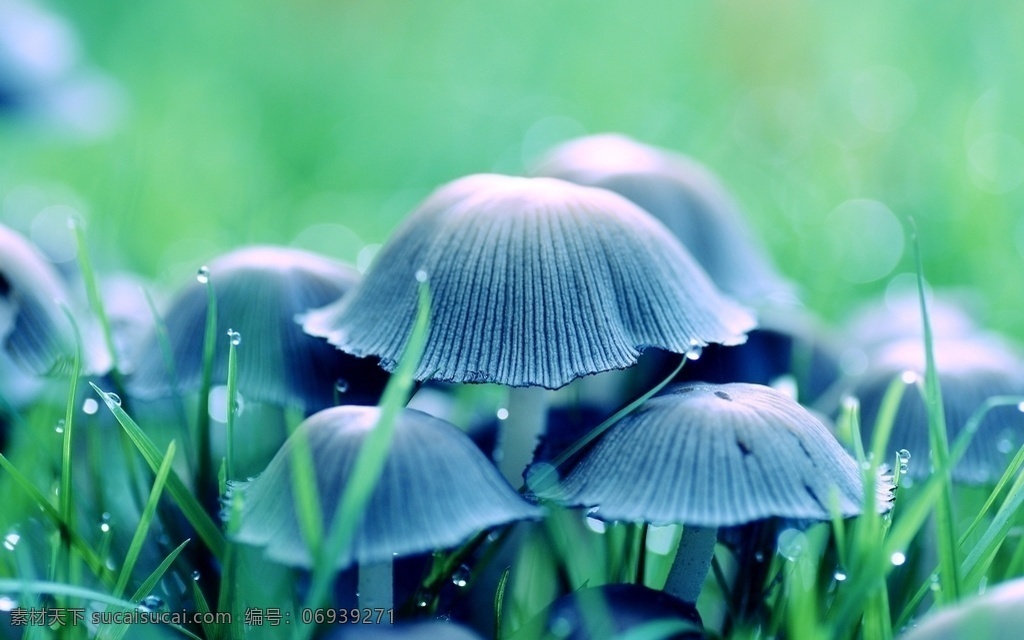 蘑菇图片 蘑菇 伞菇 野生菌 食用菌 菌类 口菇 香菇 野外 森林 美味 餐饮与蔬果 生物世界 蔬菜