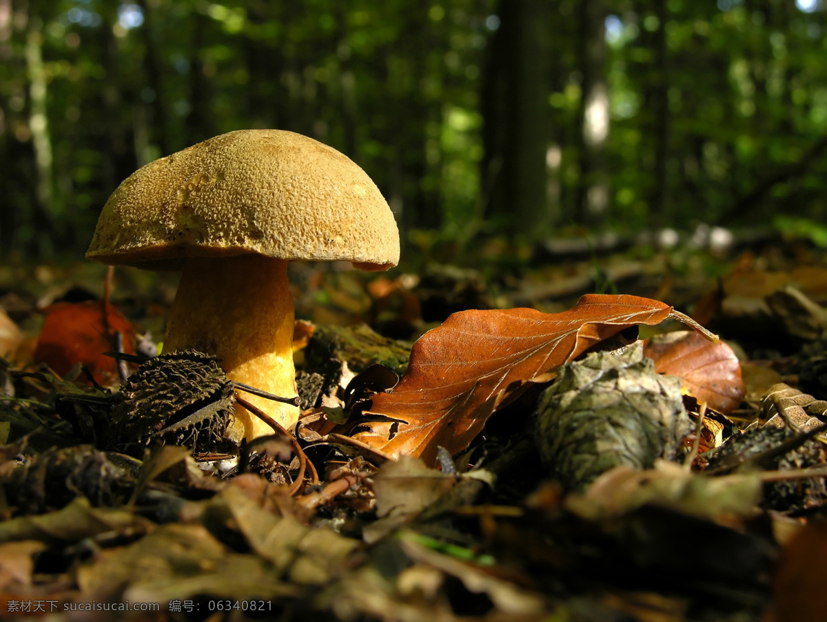 树林 中 蘑菇 落叶 菌类 食品 蘑菇图片 餐饮美食