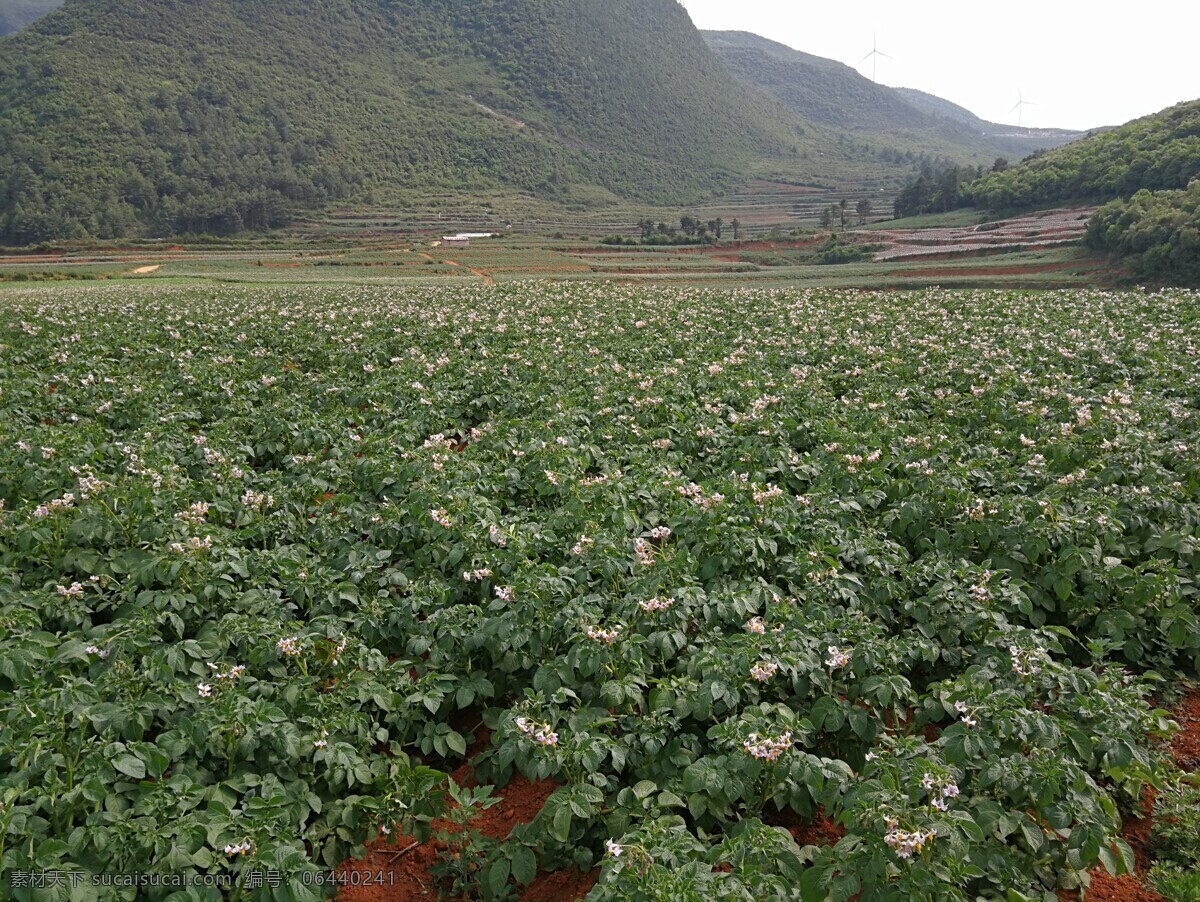 连片土豆种植 大山 土豆花 洋芋花 芋头花 背景 自然景观 自然风景