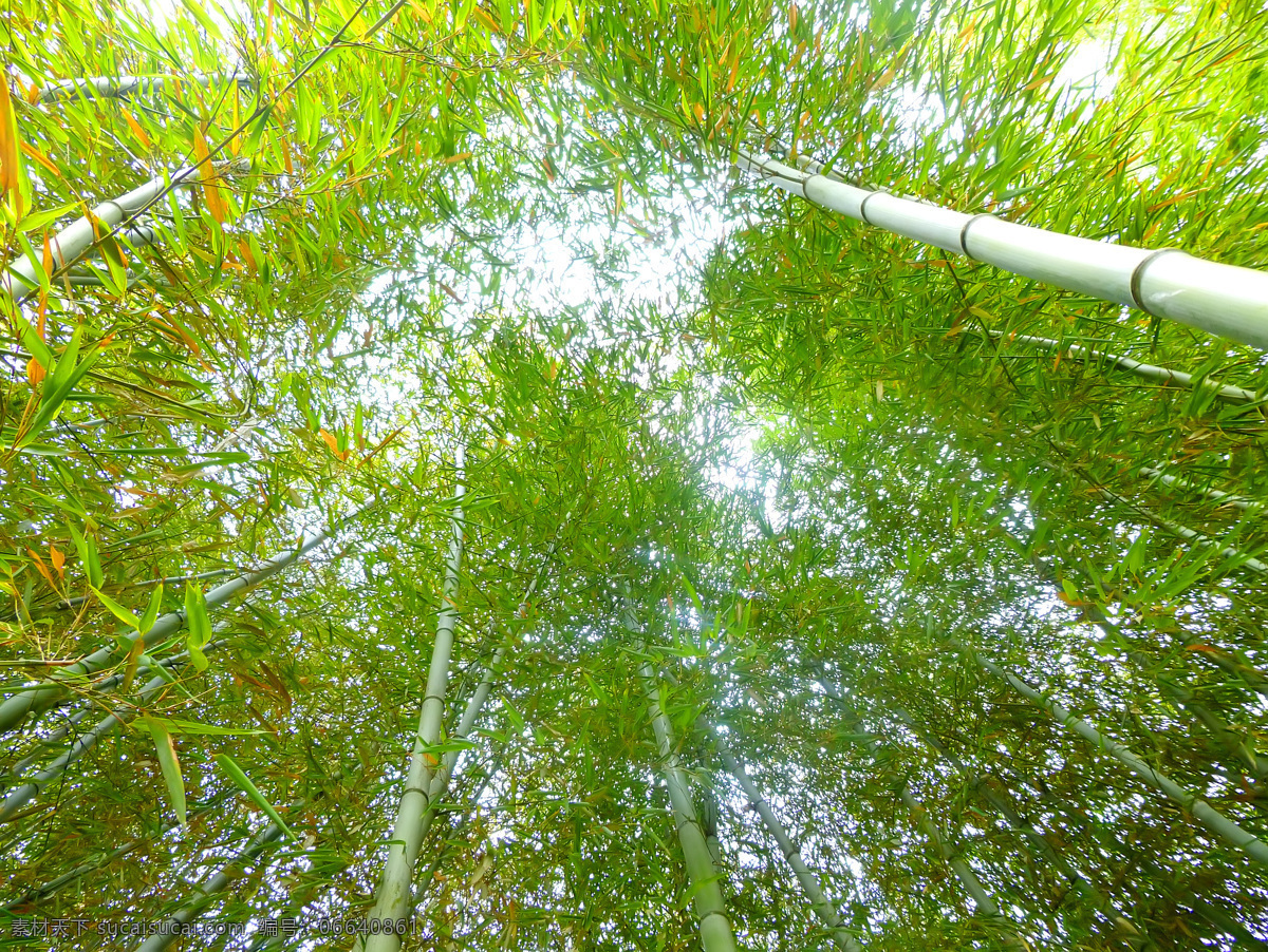 翠竹 绿色 毛竹 生物世界 树木树叶 竹 竹林 竹子 林子 密林 楠竹 竹子素材 竹林图片 矢量图 日常生活