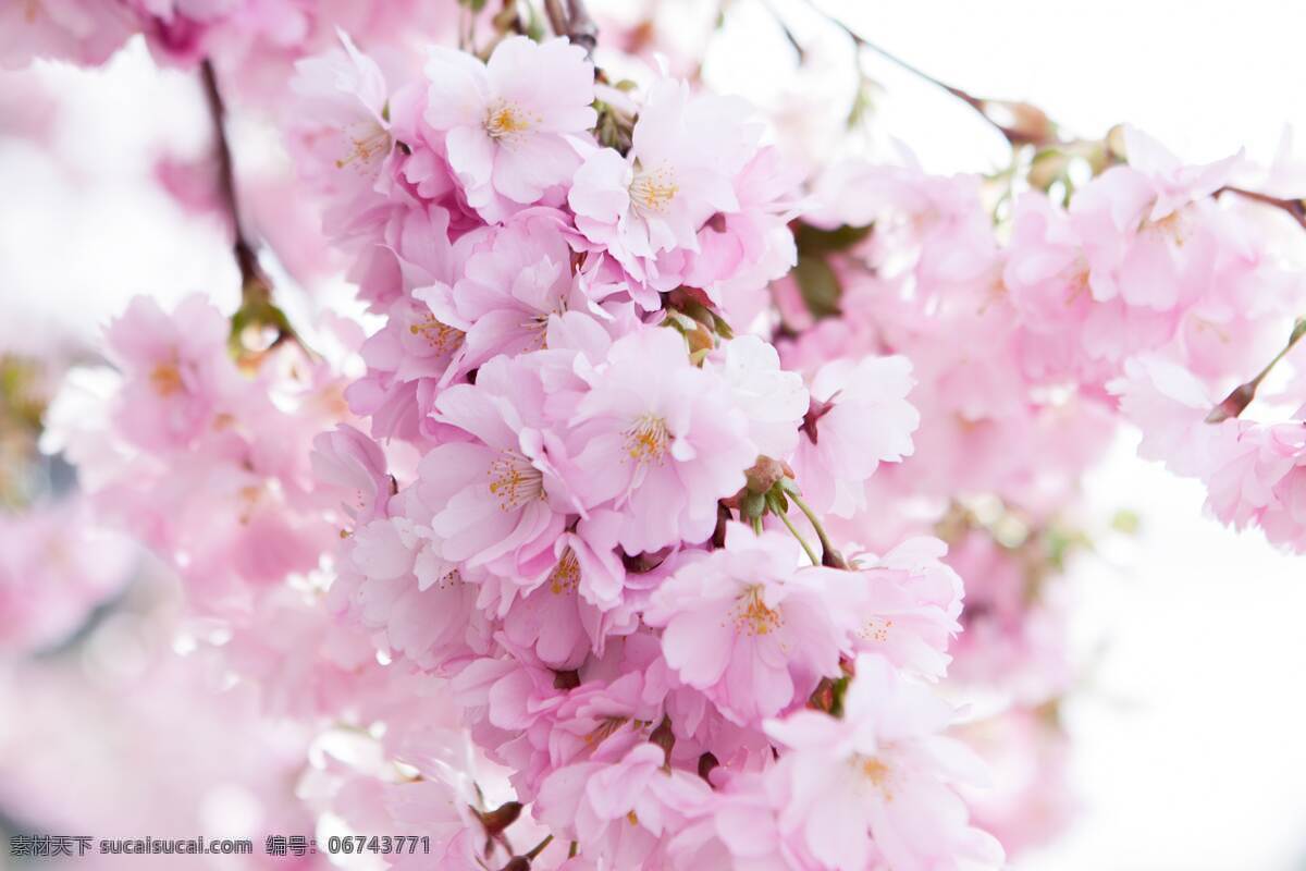 樱花 粉红色 小清新 美丽 花朵 自然景观 自然风景
