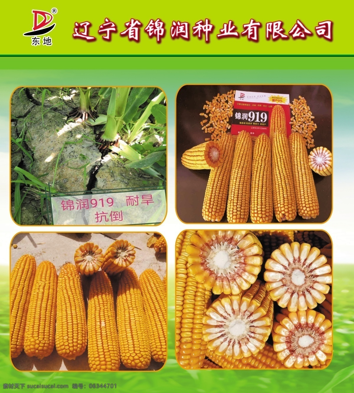 锦 润 玉米 种子 宣传单 玉米种子 多抗品种 产量高 抗旱 抗倒能力强 锦润 锦润种业