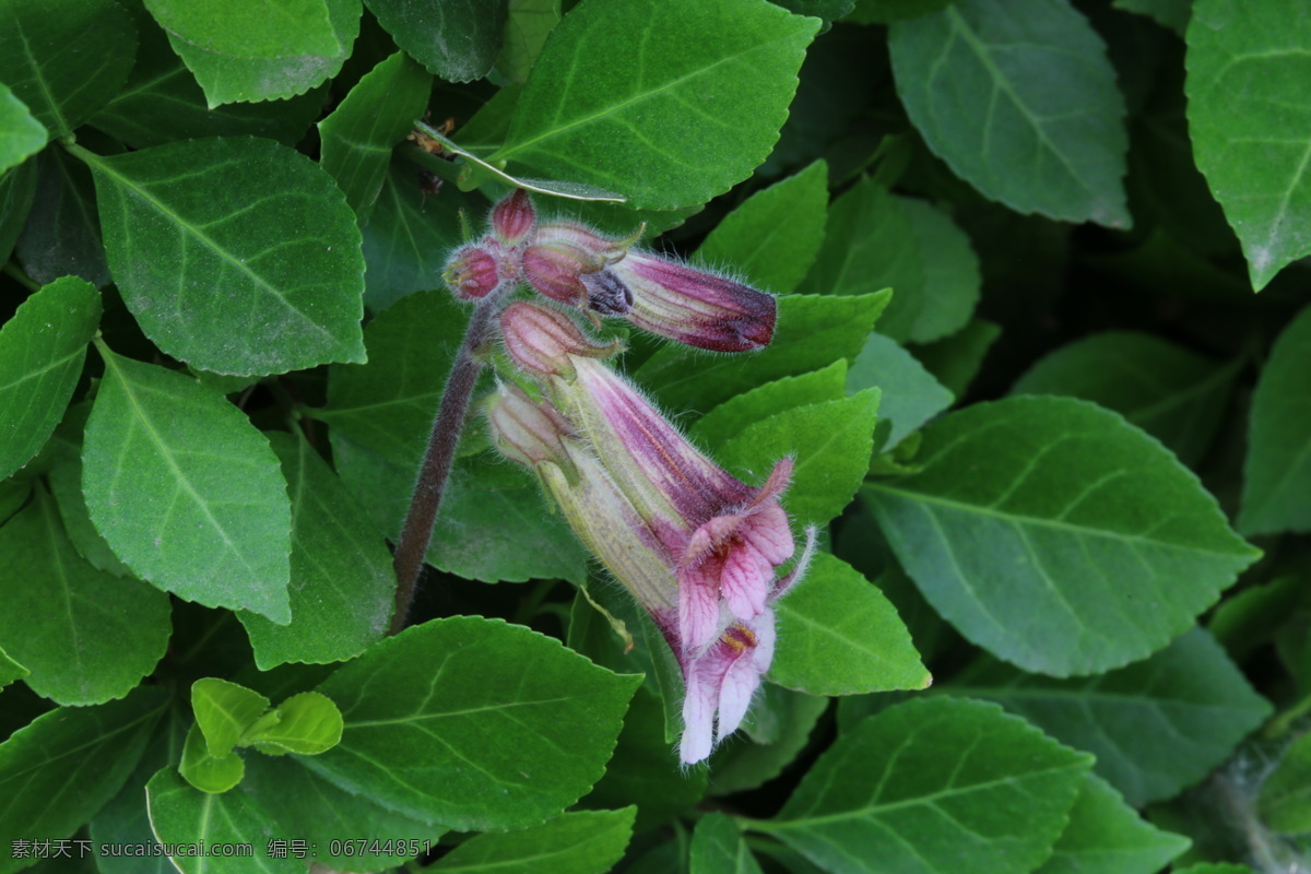 生地 怀庆地黄 花骨朵 花卉 植物 园林绿化 绿化景观 花草 花儿 花朵 花卉大观园 生物世界