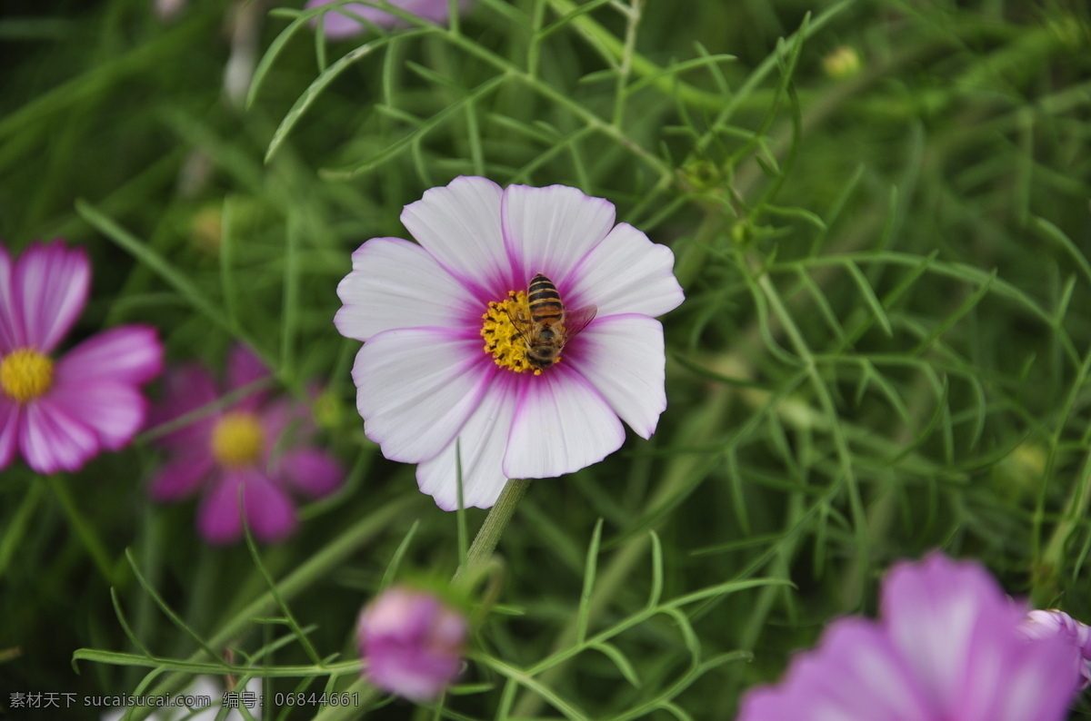 漂亮波斯菊