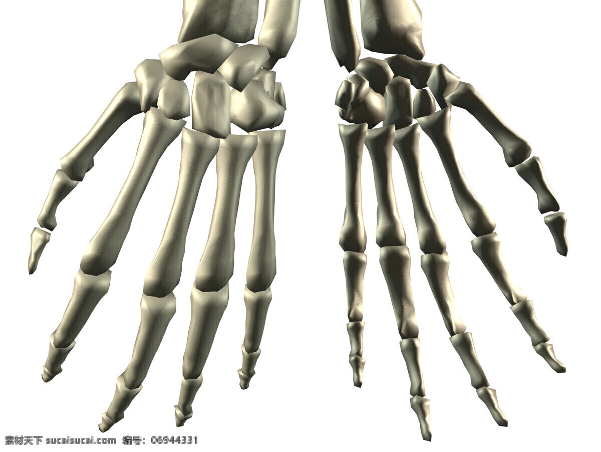 手掌骨 手指 指关节 五爪手 人体骨骼 3d器官 医学器官 人体解剖 医学器官图鉴 医疗护理 现代科技