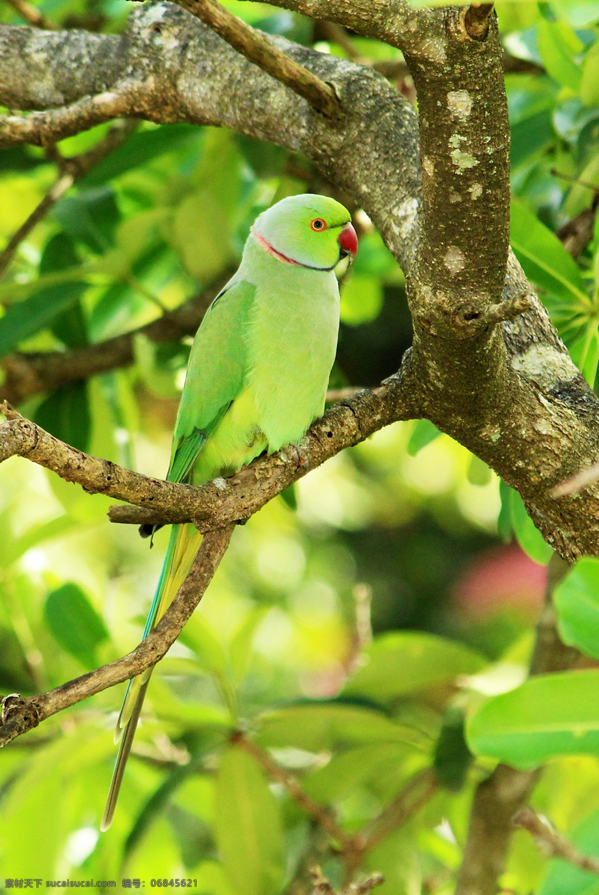 鹦哥 parrot 凤头鹦鹉 多彩羽毛 动物 鸟类 飞禽 宠物 羽毛艳丽