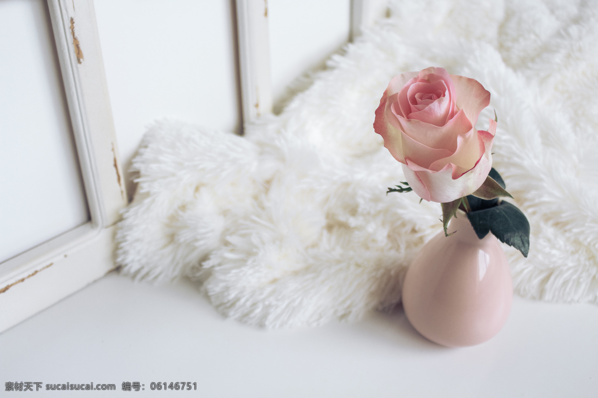 粉色玫瑰 室内摄影 粉色 玫瑰 玫瑰花 室内 羽毛 高质量图片 旅游摄影 国外旅游