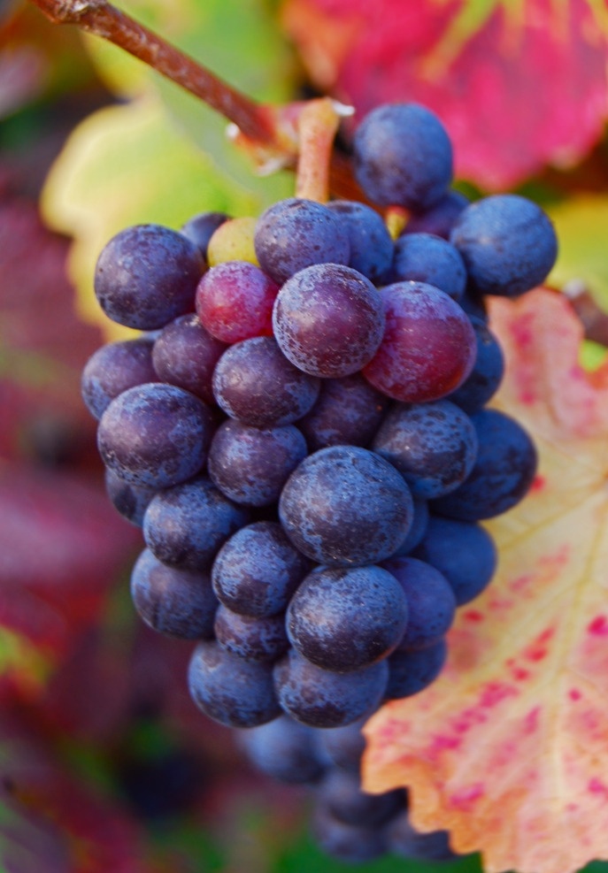 葡萄 葡萄园 紫葡萄 红葡萄 葡萄架 一串葡萄 水果 新鲜 果园 生物世界