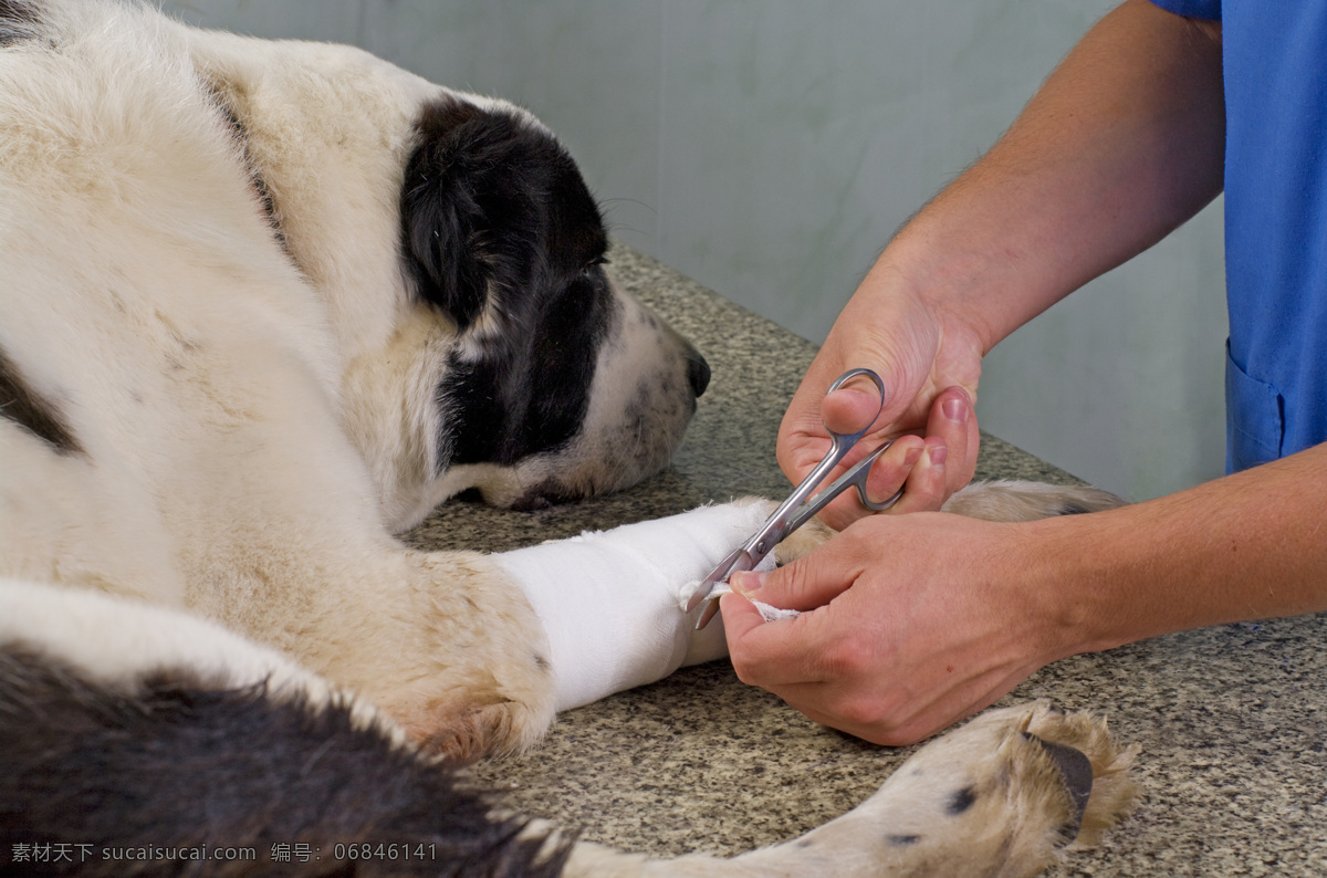 狗 包扎 伤口 医生 包扎伤口 生病的小狗 狗狗 宠物狗 宠物医生 兽医 职业人物 动物医生 商务人士 人物图片