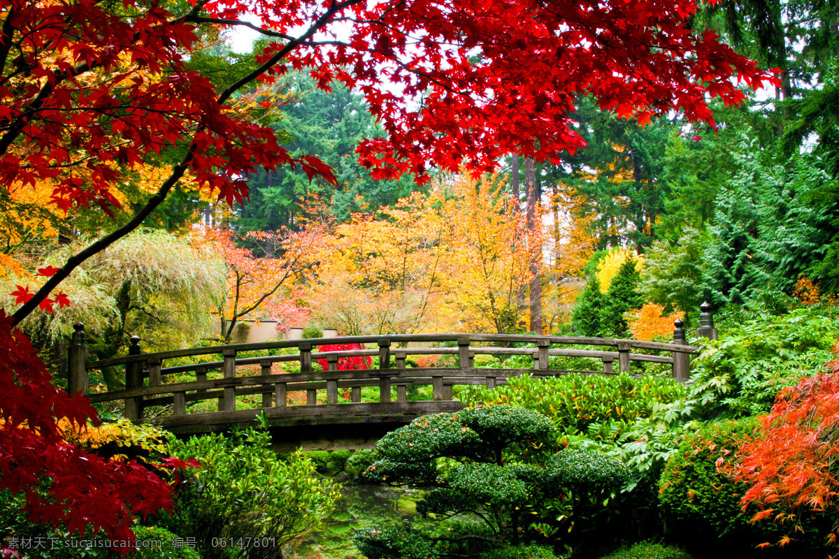 日本 秋天 树木 风景 树林风景 日本旅游景点 美丽风景 美丽景色 美景 自然风光 其他风光 风景图片