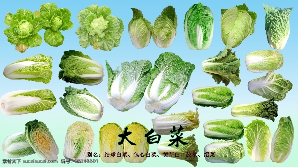 PSD叶菜类素材之大白菜素材图片下载-素材编号06148601-素材天下图库