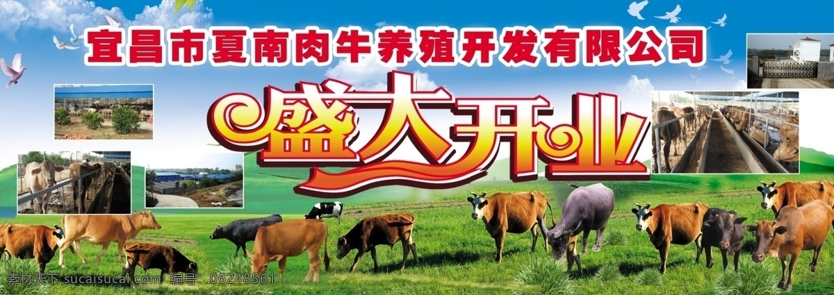 盛大开业 牛肉深加工 夏南牛 水牛 黄牛 奶牛 养牛场 底纹 广告设计模板 源文件