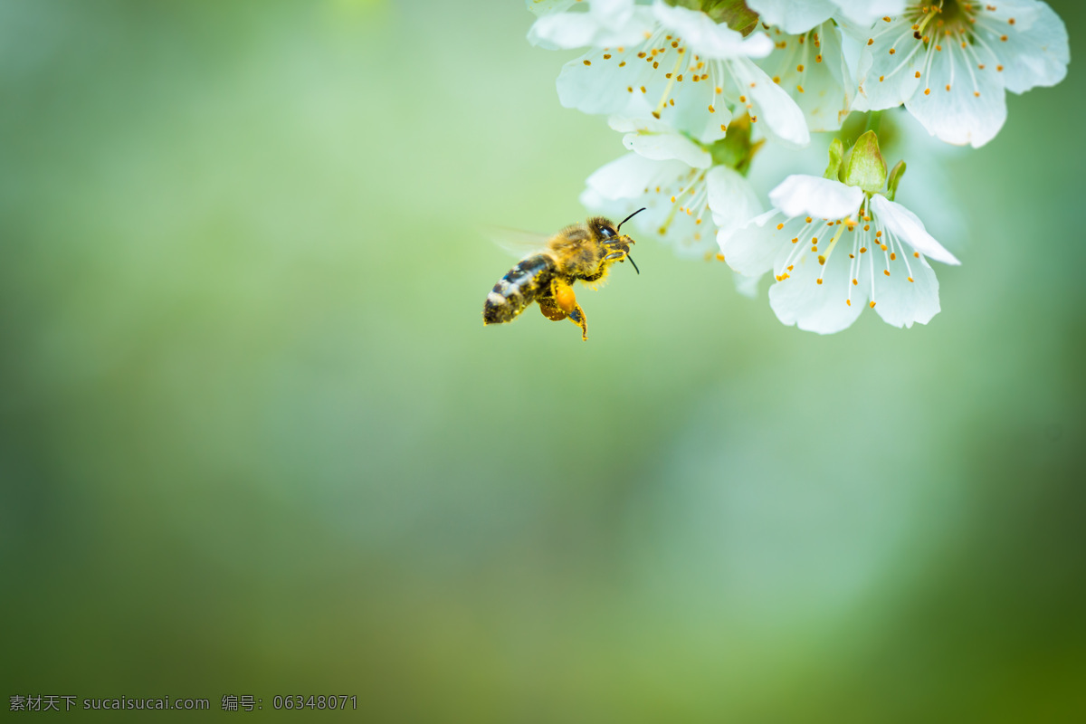 蜜蜂采蜜图片 花草 绿叶 鲜花 白色花朵 飞动的蜜蜂 昆虫花鸟 生物世界 昆虫