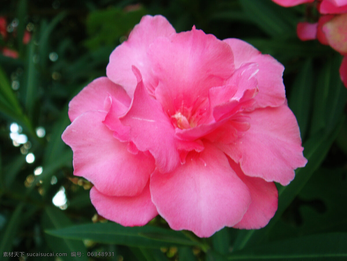 兰 爽 竹 桃 红花 花草 花蕾 绿叶 生物世界 兰爽竹桃 黄色花心