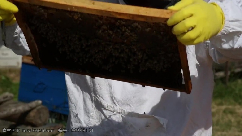 视频背景 实拍视频 视频 视频素材 视频模版 养蜂人 蜂蜜 养蜂人视频 蜂蜜视频