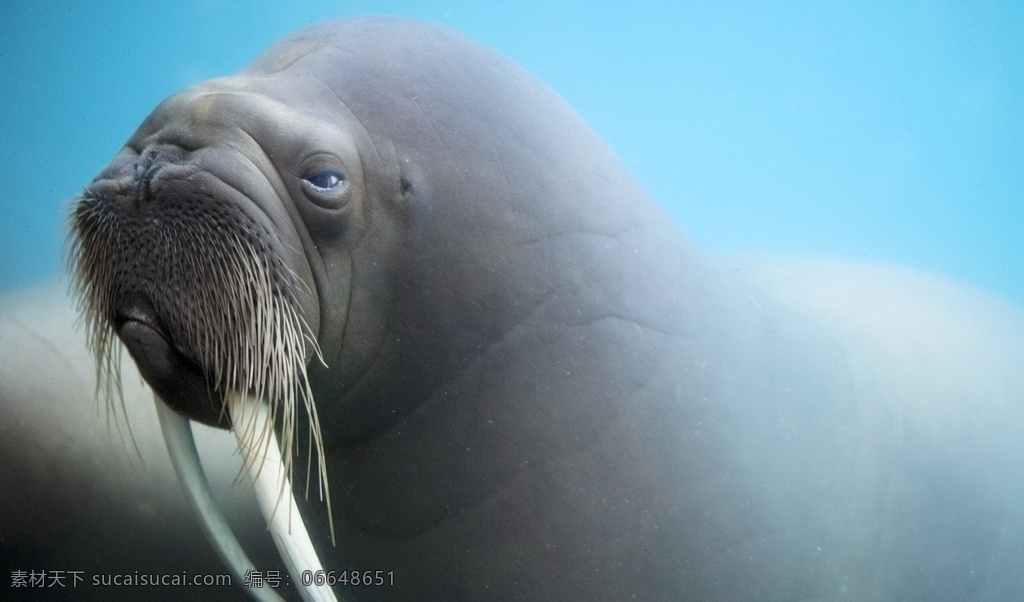 海象 海洋生物 长牙 尖牙 可爱 大海 白牙 海报 胡须 蓝眼睛 动物图片 生物世界 野生动物