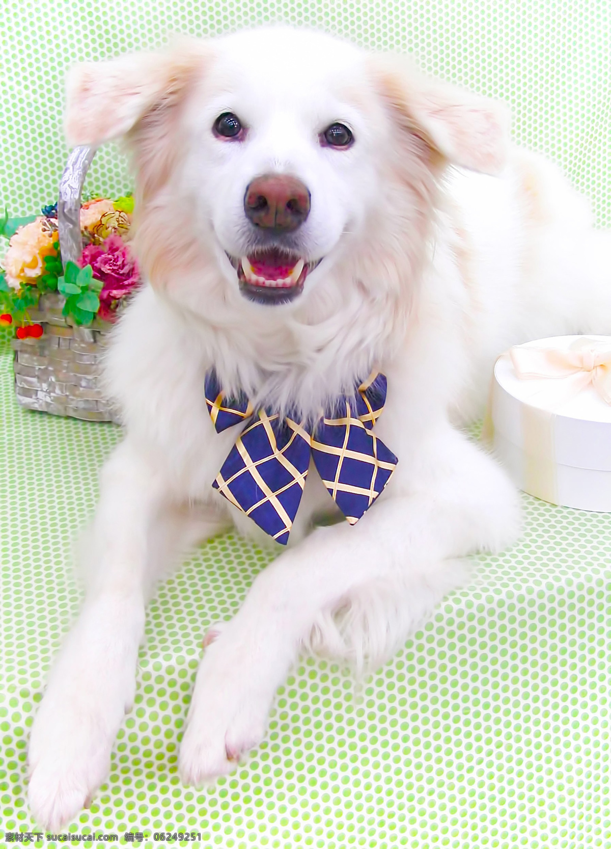 宠物狗狗 狗 小狗 大狗 狗狗 宠物狗 可爱 宠物 犬 漂亮狗狗 金毛 金毛犬 5狗 生物世界 家禽家畜