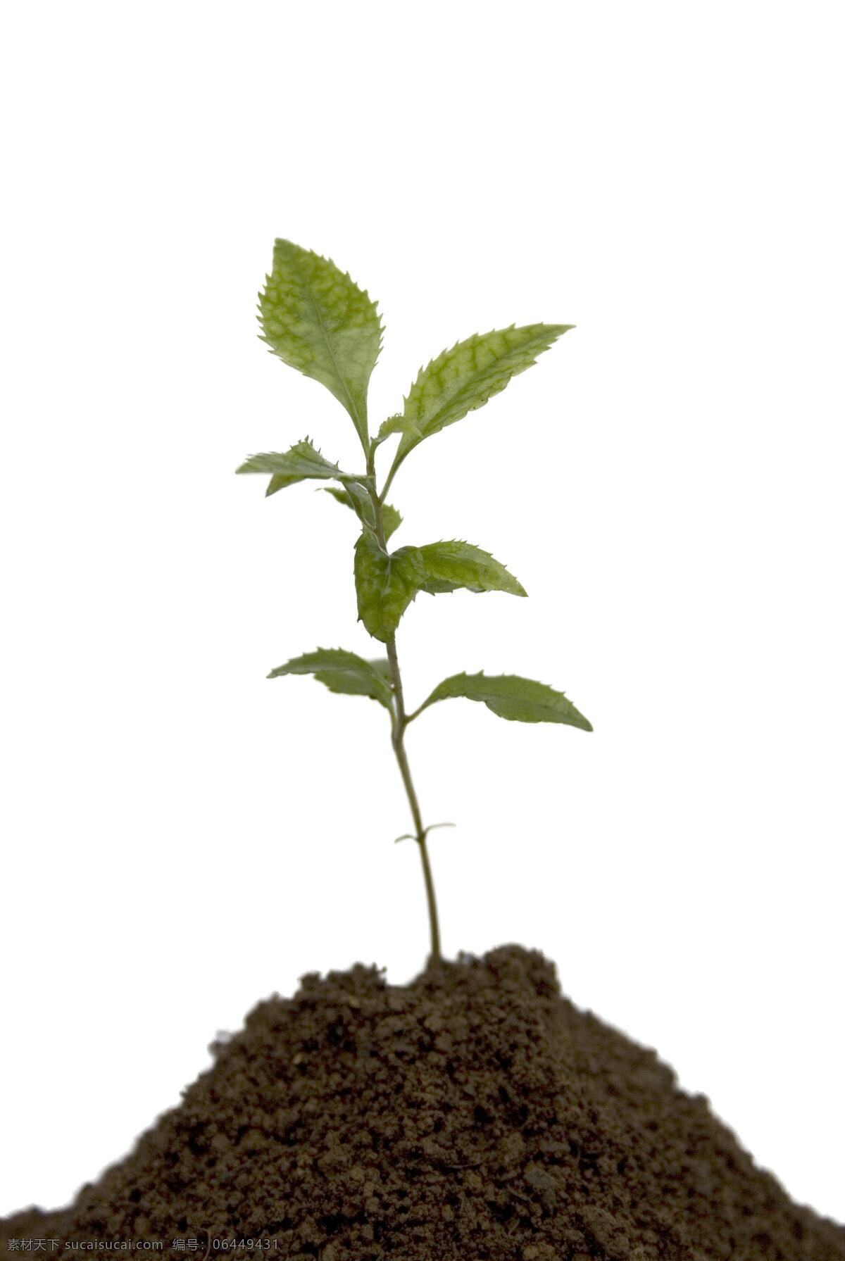 树苗 摄影素材 花草 生物世界 幼苗 呵护 环保 树木树叶