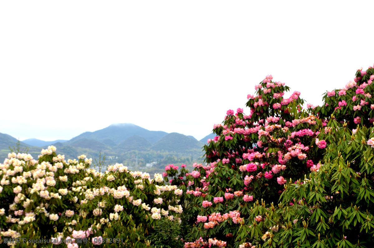 百里杜鹃 杜鹃花 杜鹃 自然风光 自然景观 自然风景 生物世界 花草