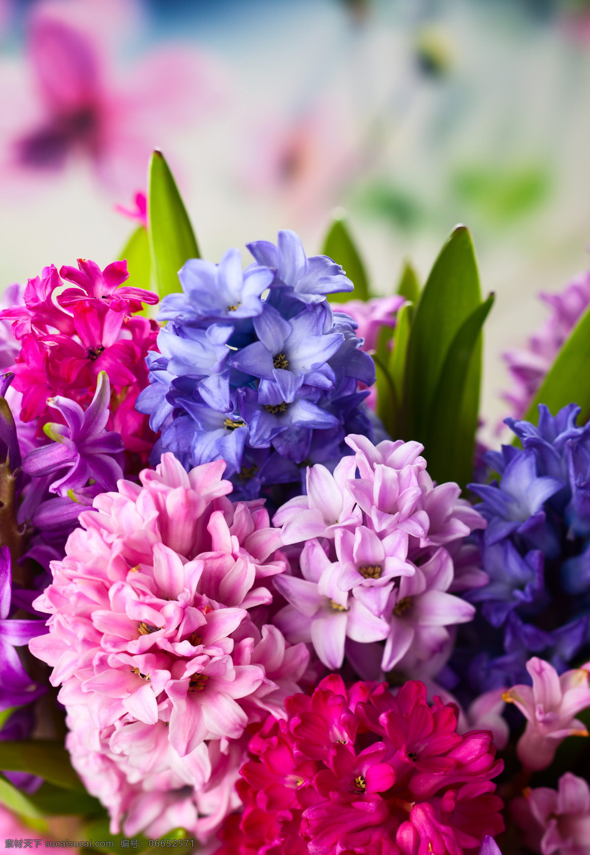 丁香花 彩色 彩色花朵 花卉 花朵 鲜花 唯美花朵 花草 植物 花 盛开 开放 开花 唯美 生物世界 紫丁香